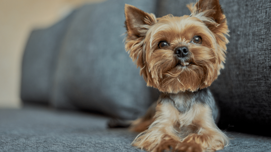 Mulher chama bombeiros para salvar 
