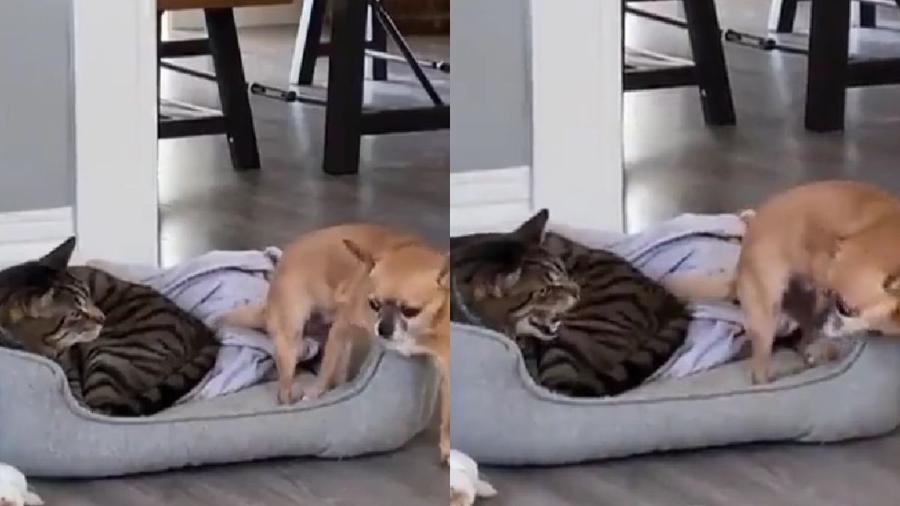 Vídeo mostra que cama pode até caber mais de um, mas isso não quer dizer que cão e gato concordem com divisão - Reprodução/Twiiter