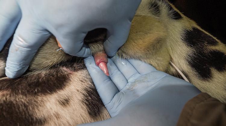 Momento de coleta de sêmen durante a captura de campo da onça Leonço Momento de coleta de sêmen durante a captura de campo da onça Leonço