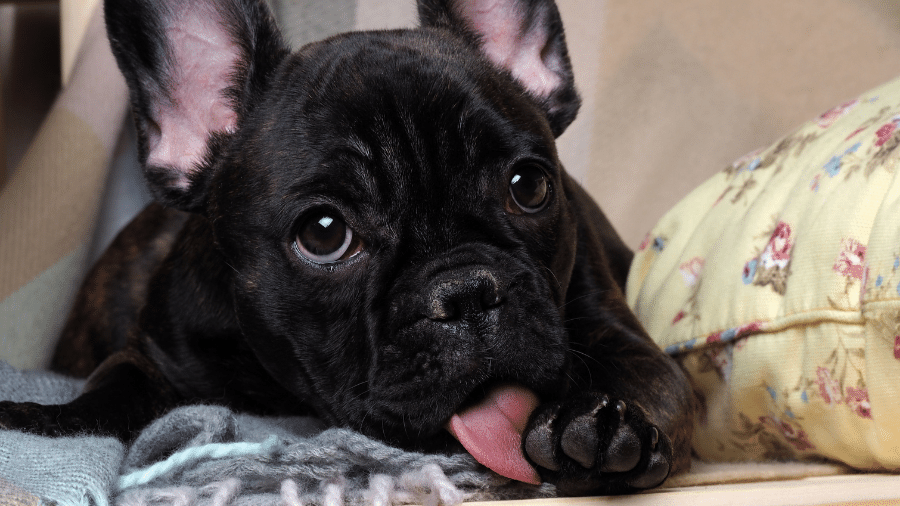 A lambedura faz parte da rotina de higiene dos cães, mas o exagero é um alerta A lambedura faz parte da rotina de higiene dos cães, mas o exagero é um alerta