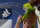 Paisagista ensina a fixar orquídeas em troncos de árvores - Karime Xavier/Folhapress