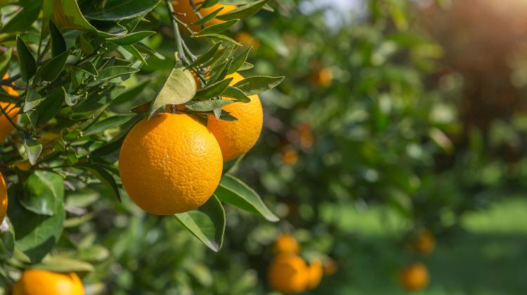 A sinefrina presente na laranja-amarga está associada ao estímulo da quebra de gordura, mas o consumo exige cautela em pessoas com problemas cardíacos A sinefrina presente na laranja-amarga está associada ao estímulo da quebra de gordura, mas o consumo exige cautela em pessoas com problemas cardíacos