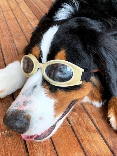 O cãozinho míope de óculos - Reprodução/Instagram/lucianohuck