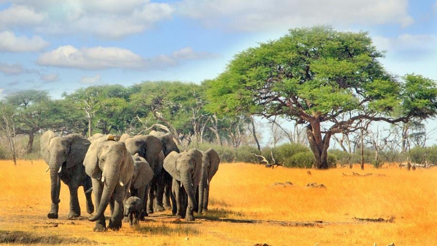 Elefantes no Hwange National Park, Zimbábue - paulafrench/Getty Images/iStockphoto
