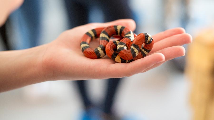 Cobra coral manuseada em curso (imagem ilustrativa) - Getty Images/iStockphoto