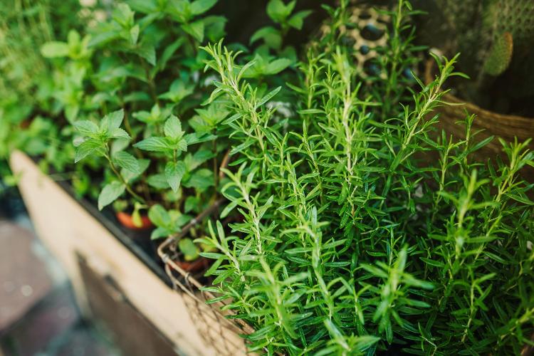 Cultivo de plantas diversas - Getty Images/iStockphoto - Getty Images/iStockphoto