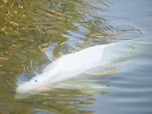 Tubarão não apareceu no Sena, mas foca, sim: relembre animais vistos no rio