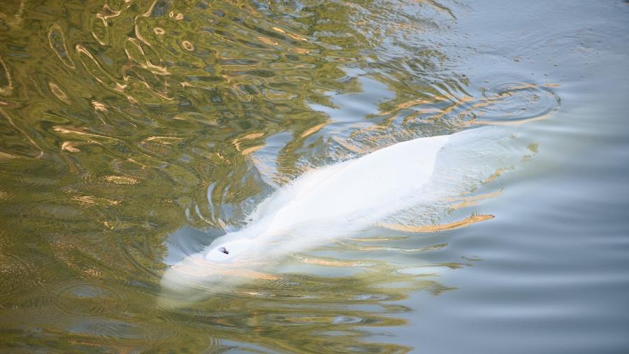 Beluga perdida no rio Sena tem se recusado a comer - Reprodução/Twitter Sea Shepherd France