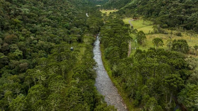 floresta - Fellipe Abreu/Mongabay - Fellipe Abreu/Mongabay