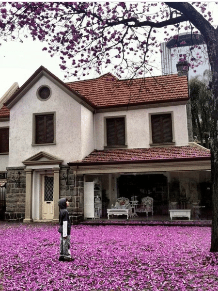 Ipê cor-de-rosa em imóvel na avenida Rebouças, em São Paulo, em 2011; árvore foi derrubada para erguer imóvel - Reprodução