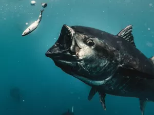 Rei dos atuns: como é a pesca do gigante bluefin, peixe mais caro do mundo