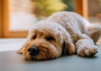 Adiar ida ao veterinário é prejudicial: como saber que o pet