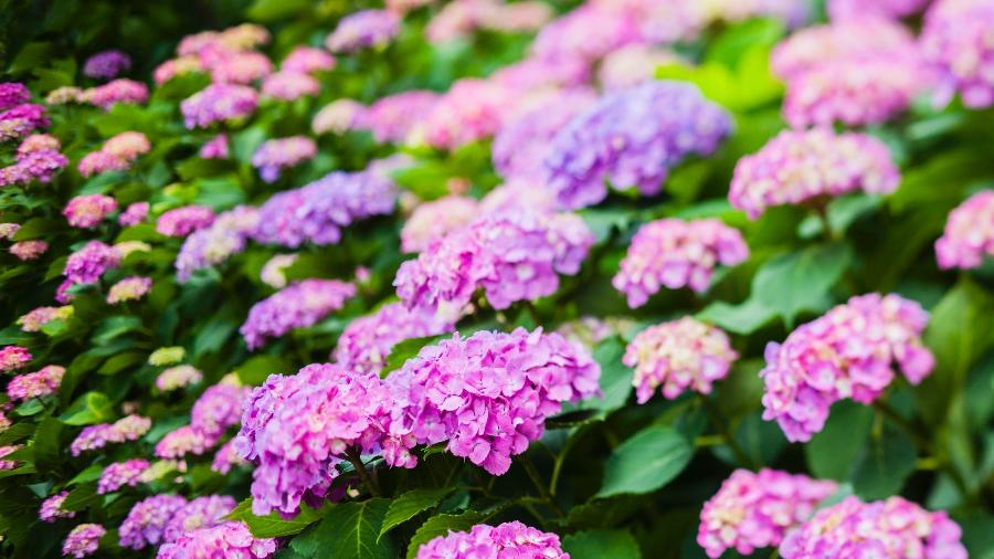Hortênsia leva cores para dentro de casa, jardins e buquês - Getty Images/iStockphoto