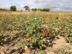 Produção de algodão orgânico sustenta assentados e quilombolas na Paraíba