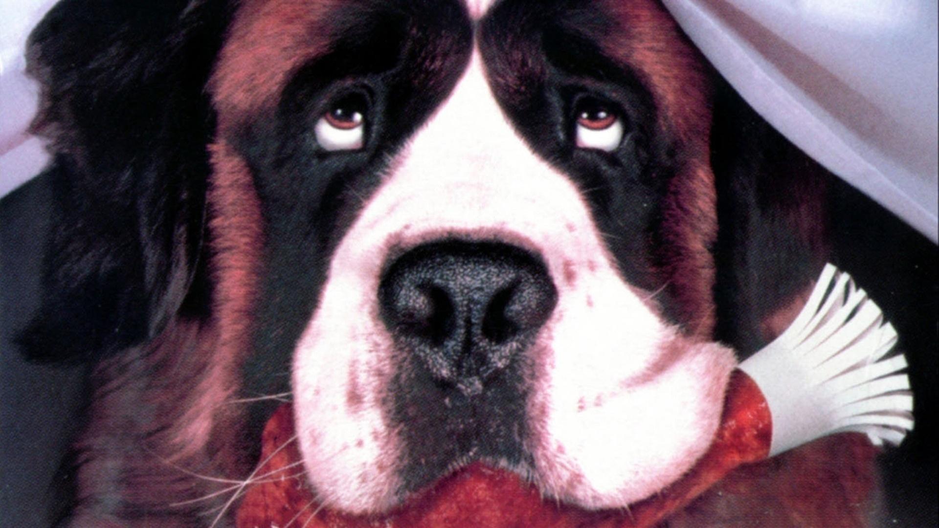 Cena do filme "Beethoven: O Magnífico" (1992), de Brian Levant - Reprodução