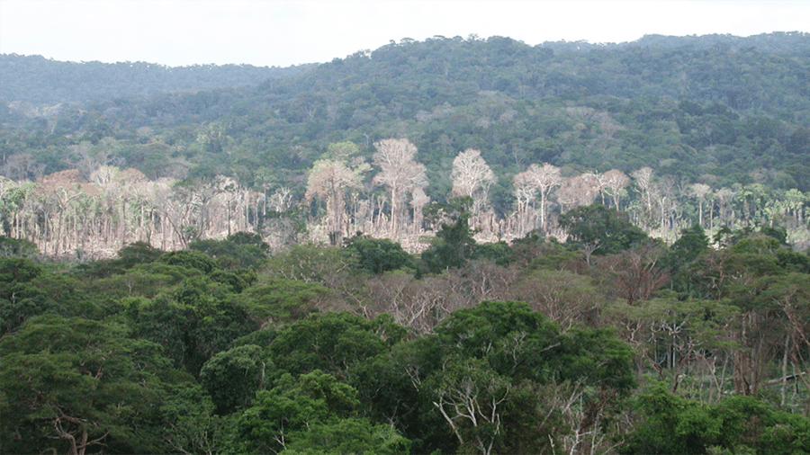 Árvores secas na Amazônia brasileira durante a estiagem de 2010 - Nasa/JPL-Caltech