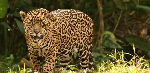 Onça na Serra do Amolar, no Pantanal