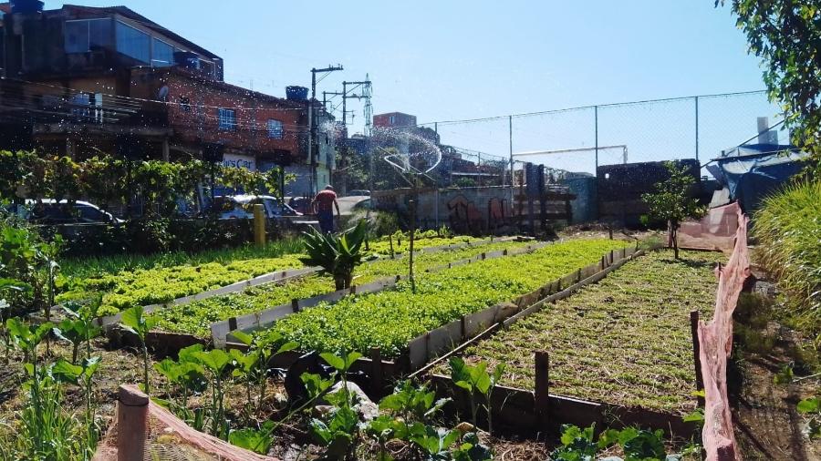 A horta mais recente tem 2,5 mil metros quadrados de área e cultiva 8 tipos de hortaliças  - Judite Costa/Prefeitura de Osasco