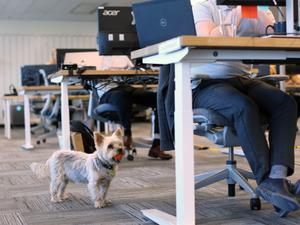Samson, a Yorkshire Terrier, visits the Chandos Bird office in Ottawa, Canada.