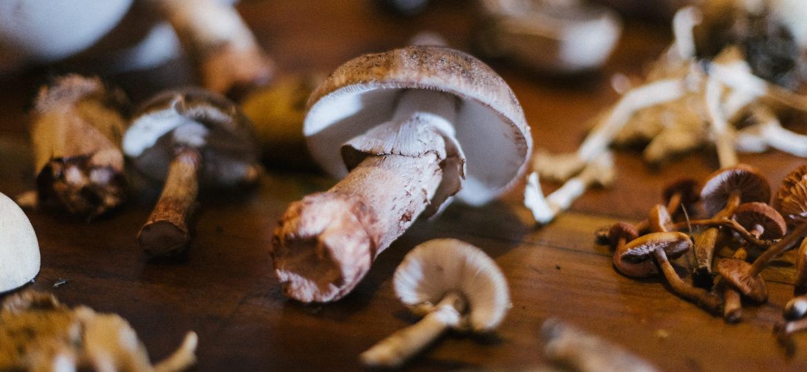 Cogumelos selvagens colhidos em caçada da Serra Gaúcha - Divulgação