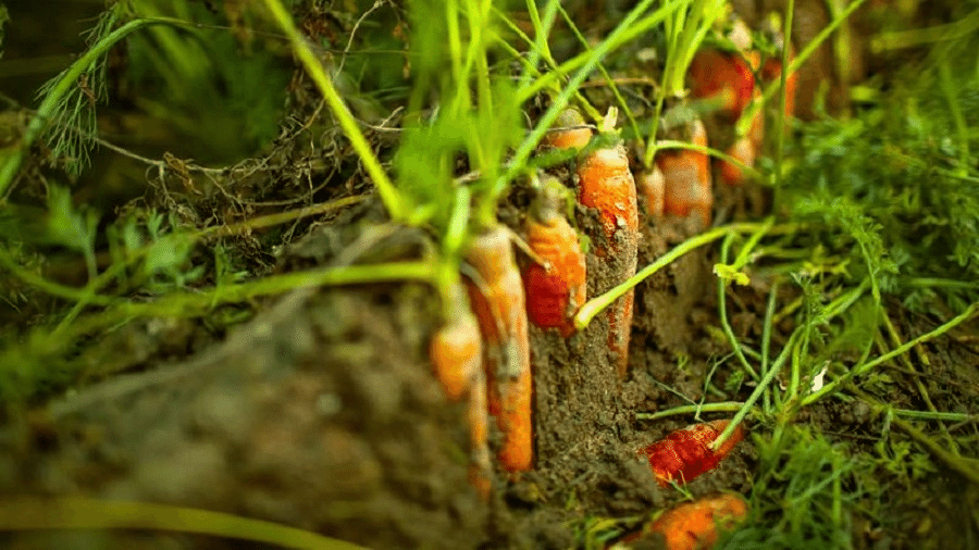 Os tubérculos aparentemente absorvem mais microplásticos do que frutas, legumes e verduras - NAILIA SCHWARZ/ALAMY