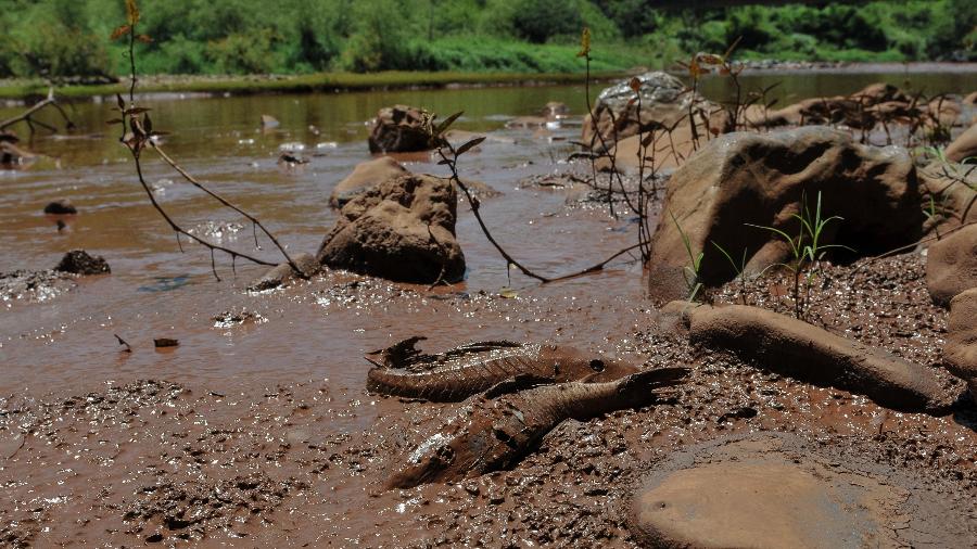Desastre causado pelo rompimento de barragem da mineradora Vale em Brumadinho (MG) - Felipe Werneck/Ibama.jpg