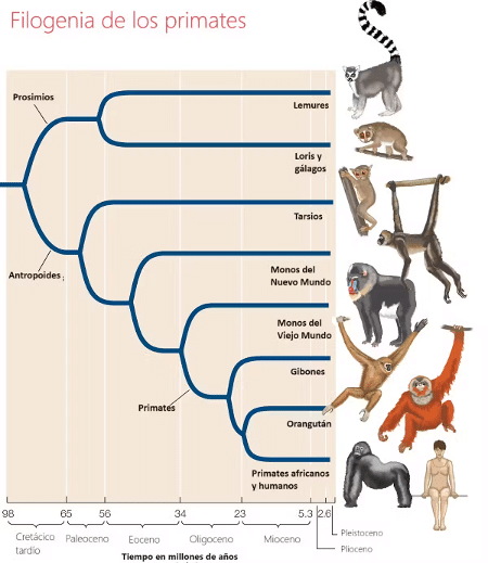 Os primatas evoluíram de uma linhagem de eutérios arbóreos, insetívoros e relativamente pequenos. O fato de agarrar os membros com dedos opositores é uma das principais adaptações à vida arbórea que distingue os primatas de outros mamíferos. Os primatas passaram por uma grande diferenciação evolutiva durante o Terciário