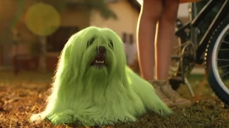 O cãozinho Floquinho no filme "Laços" - Divulgação - Divulgação