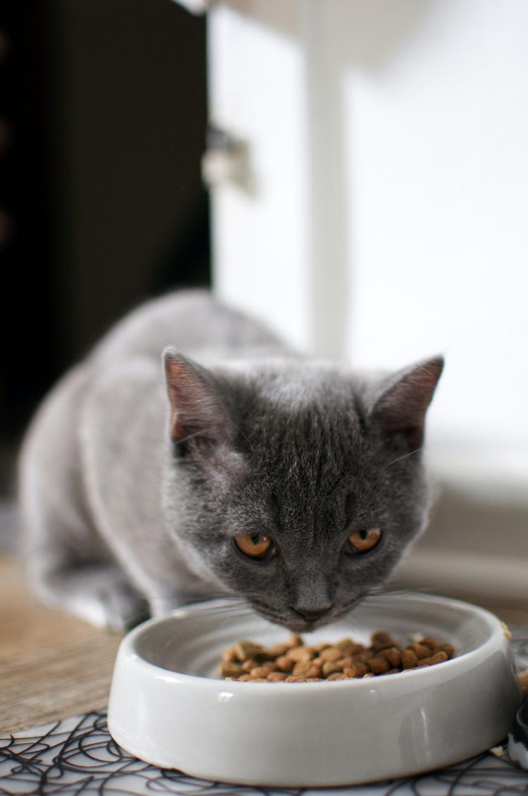 Every pet demands a specific food for its type, age, weight and routine - Unsplash / Felice Wölke - Unsplash / Felice Wölke