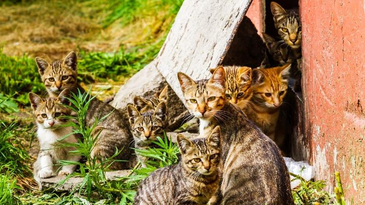 cats;  pets;  Animals - iStock - iStock