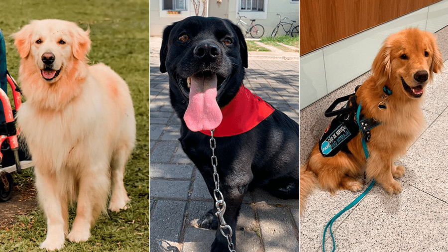 Atividades esportivas para cães ganham espaço no Brasil