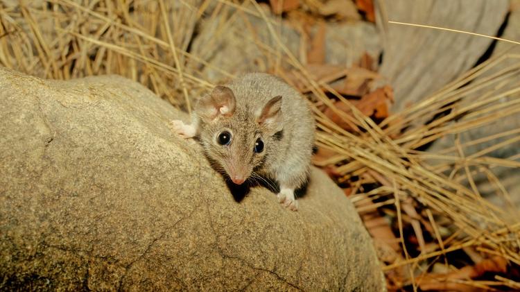 Antechinus