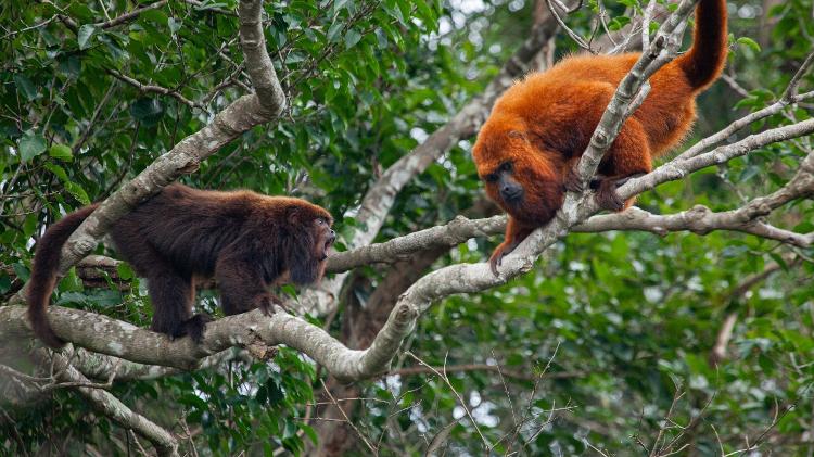 Peri e Domi interagindo em vida livre no Parque Estadual do Rio Vermelho Peri e Domi interagindo em vida livre no Parque Estadual do Rio Vermelho