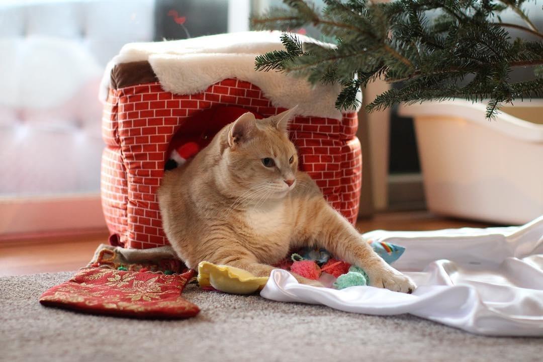 O gato Bronson - Reprodução/Instagram/iambronsoncat