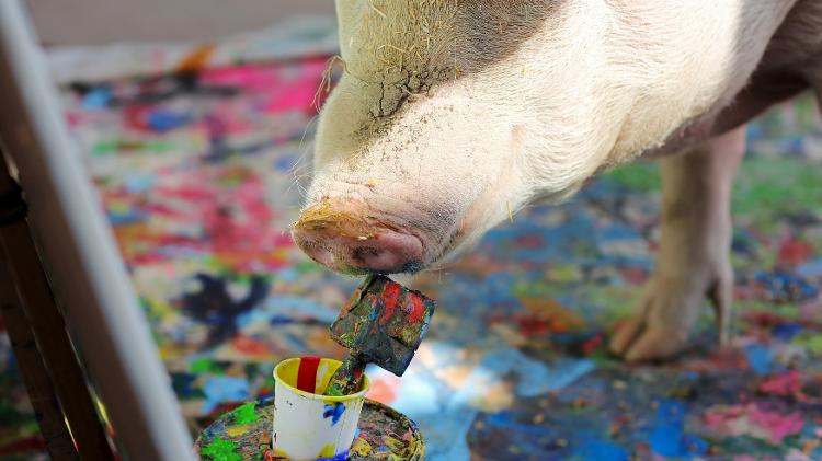 A porca Pigcasso, famosa por pintar quadros - Sumaya Hisham/Reuters - Sumaya Hisham/Reuters