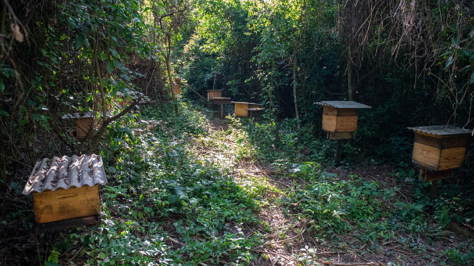 Caixas de abelha para polinização de agrofloresta no interior de SP | Crédito: Flavio Moraes/UOL