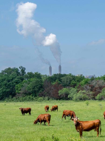 Gado pasta perto de usina de energia a carvão nos EUA