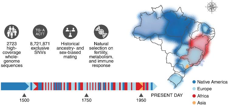 A distribuição do DNA de diferentes povos na composição genética dos estados brasileiros A distribuição do DNA de diferentes povos na composição genética dos estados brasileiros