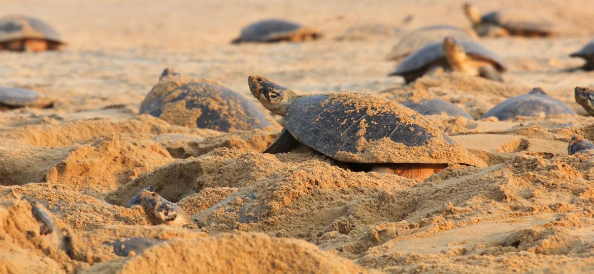 Nova tecnologia irá ajudar a rastrear a origem de tartarugas-da-amazônia, uma das espécies mais traficadas no norte do país.  - Camila Ferrara