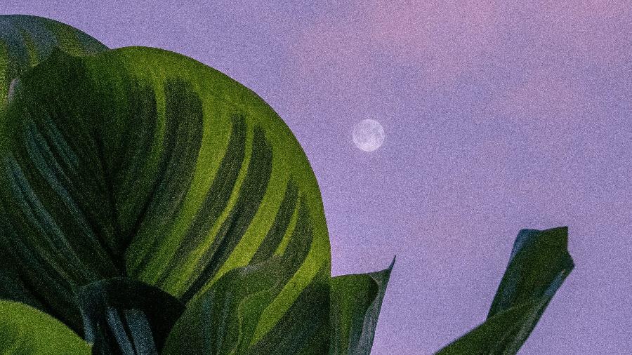 Conheça as ervas mais adequadas para cada fase lunar - Foto de Lisa Fotios no Pexels