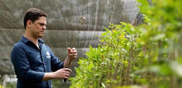 Planta usada em ritual africano vira objeto de estudo para tratar vício em drogas