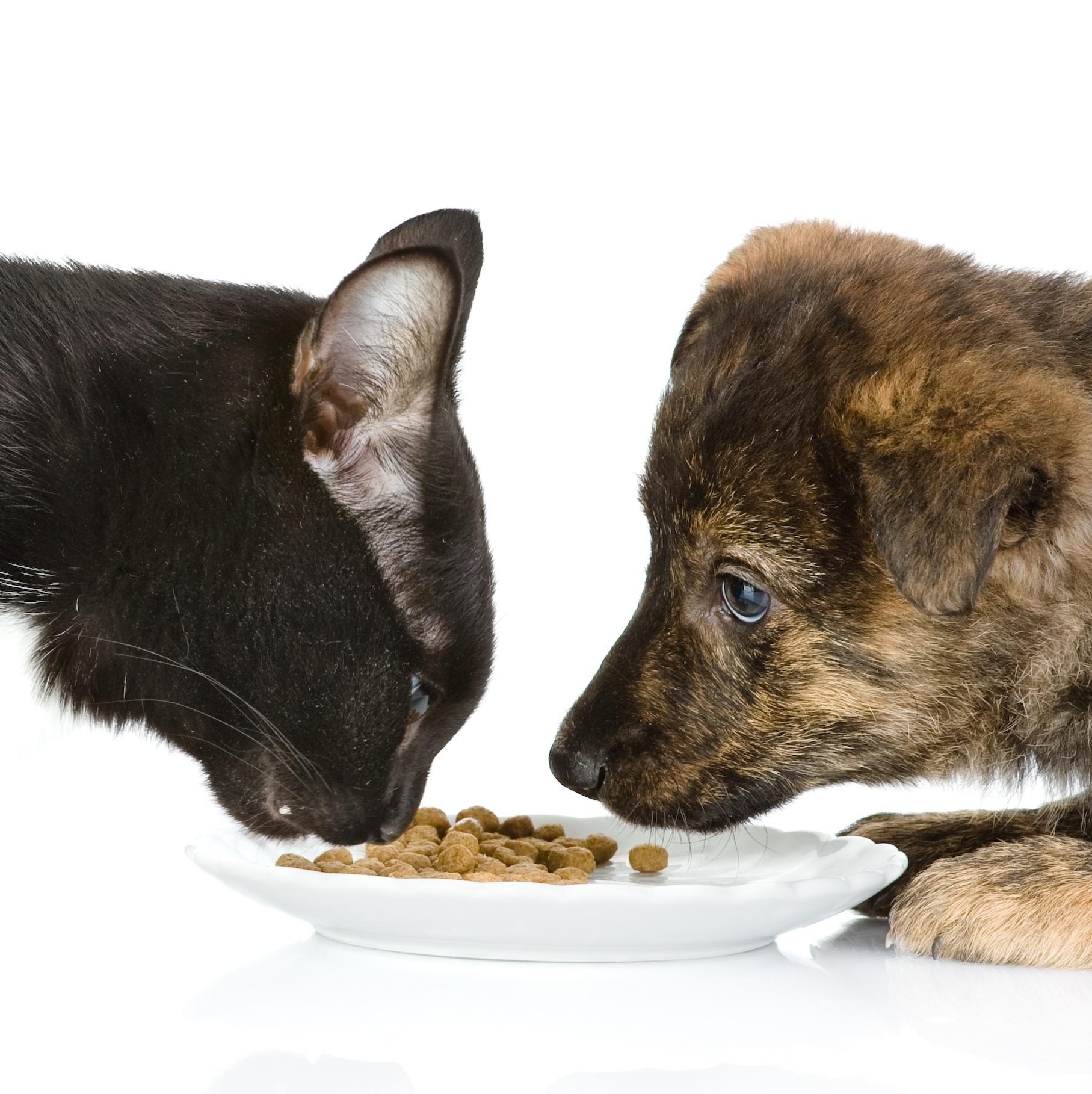 PR: Justiça proíbe mulher com 300 cães e gatos de receber mais animais