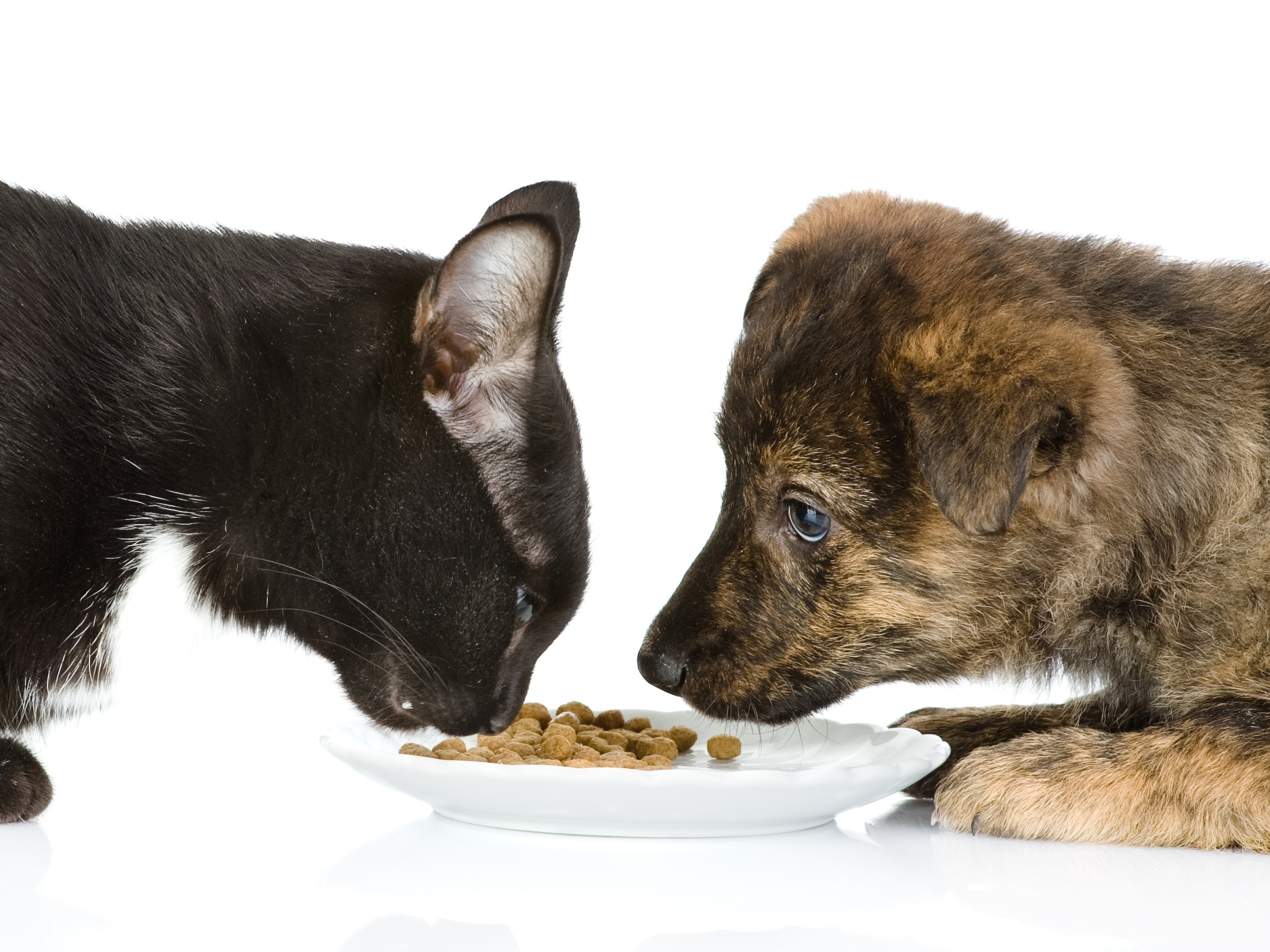 PR: Justiça proíbe mulher com 300 cães e gatos de receber mais animais