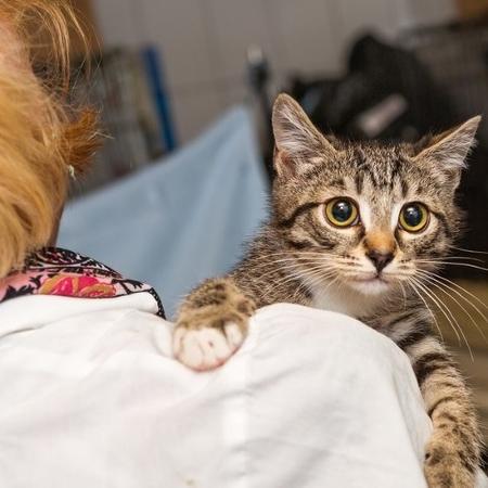 Psicólogos e veterinários têm se voltado para a saúde mental daqueles que cuidam de animais, seja como ativismo ou trabalho - Getty Images