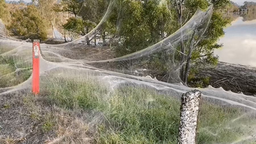 Enormes teias de aranha estendendo-se por árvores e terrenos se formaram perto de cidades na Austrália recentemente atingidas por enchentes - CAROLYN CROSSLEY
