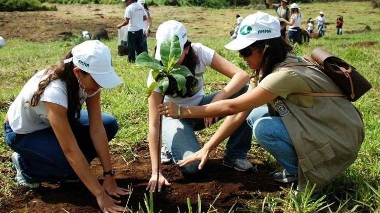 Goiânia prevê meta ousada de plantar árvores de 90% das calçadas em dois anos; serviço é disponível em outras capitais - Mauro Junio/Divulgação - Mauro Junio/Divulgação