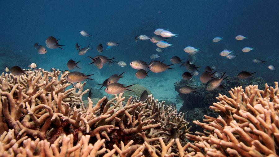 A Grande Barreira de Coral ne estende por mais de 2.300 km ao longo da costa nordeste australiana