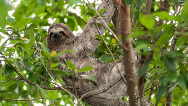 As preguiças têm metabolismo lento e são vulneráveis aos efeitos da mudança climática