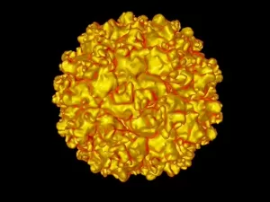 Picobirnavírus e outras apostas dos cientistas para novas pandemias