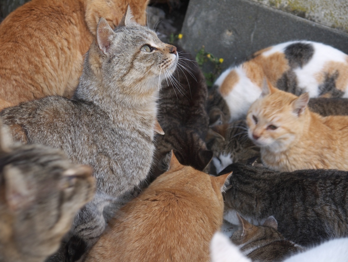 Blogateira: SUSPIROS DA GATEIRA: Gatos Famosos